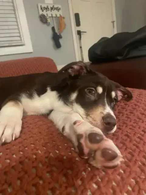 Sadie photo 2