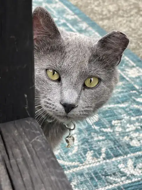 Matcha: Not At Shelter photo 2