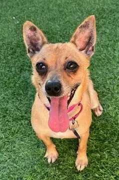 Phoebe D5733