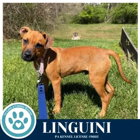 Linguini photo 2