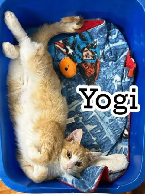 Yogi photo 5