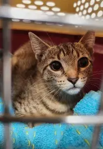 Yardley(Female Tabby) Scrappy(Adopted photo 5