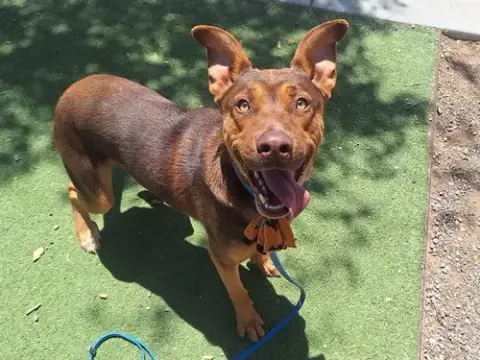 Milo