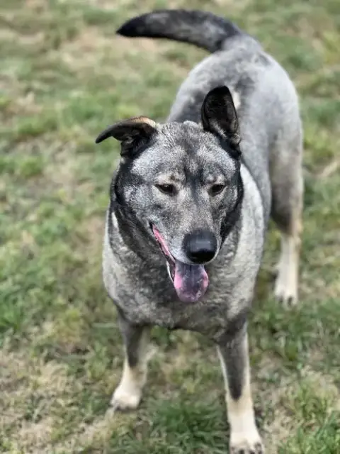 Freida