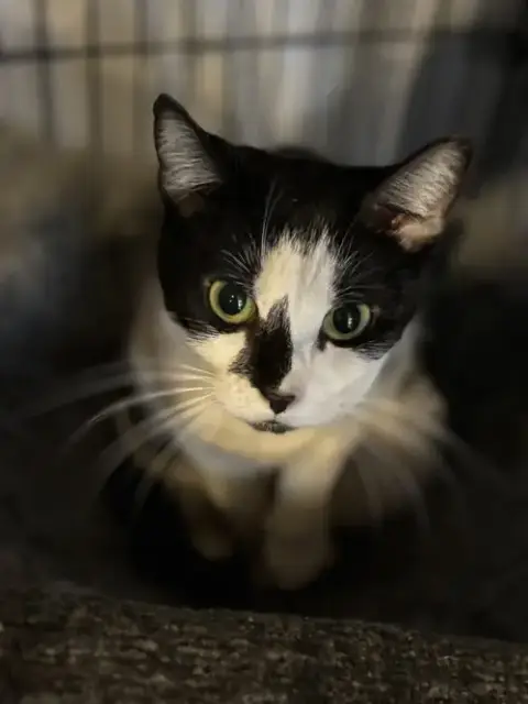 Nelly Foster Or Adopter Needed