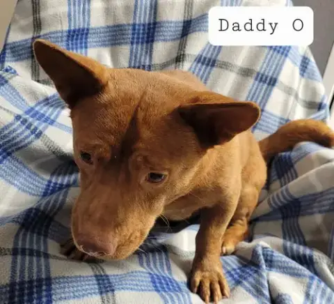 Daddy O photo 5