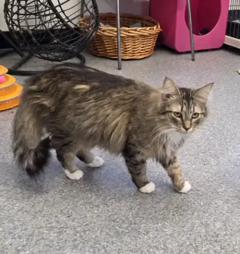 Penny