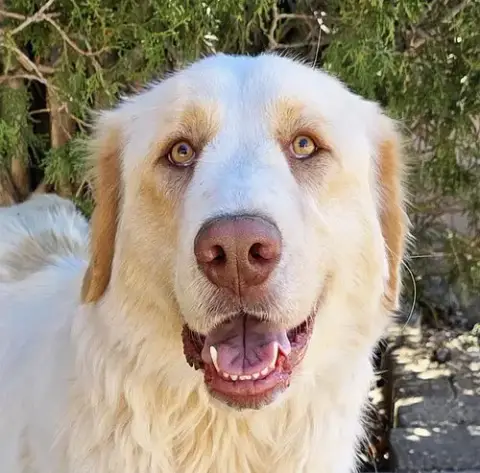 Faithful Ms Felicia ~ Lovely Labra Pyr Lady