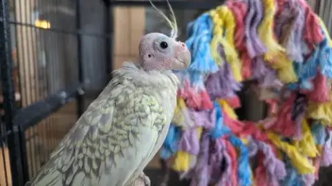 Tweety And Sylvester