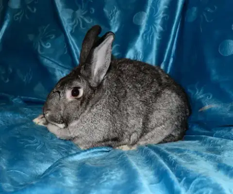 Nigel photo 2