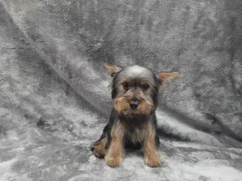 Morgan photo 4
