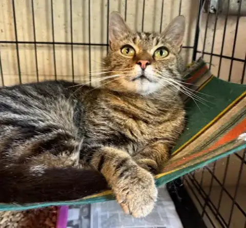 Mazie photo 2