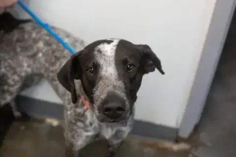 Cooper