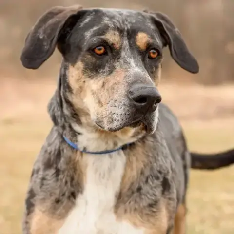 Riggs