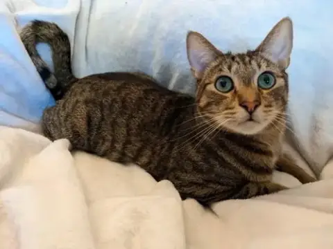 *Otis