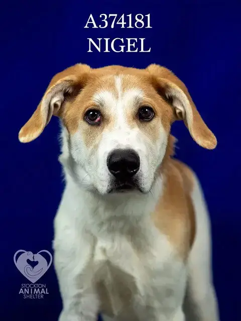Nigel
