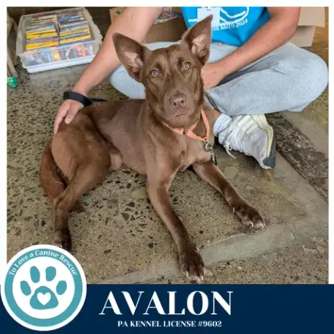 Avalon photo 3