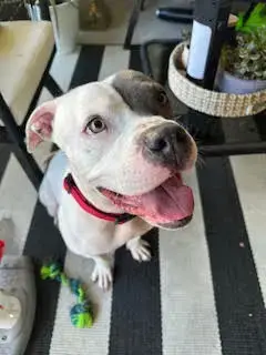Trixie photo 3