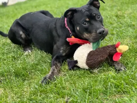 Biscuit