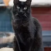 Purrcie photo 5