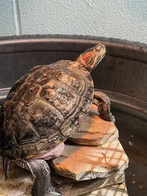 Terrance
