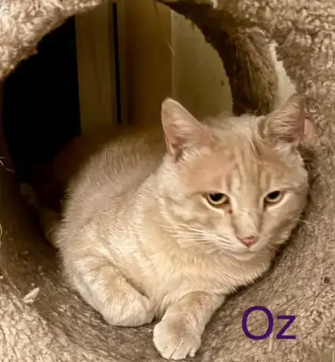 Oz photo 2