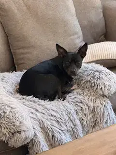 Jt