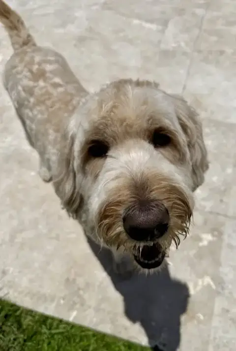 Goldendoodle Billy Hypoallergenic