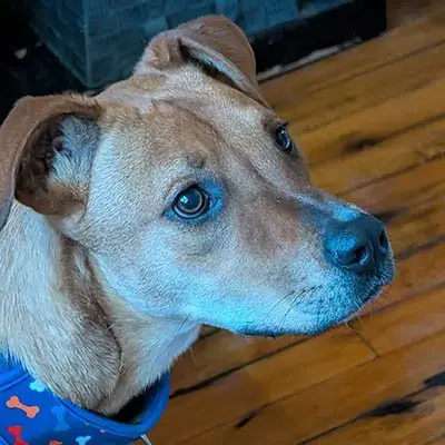 Bailey 2 photo 4