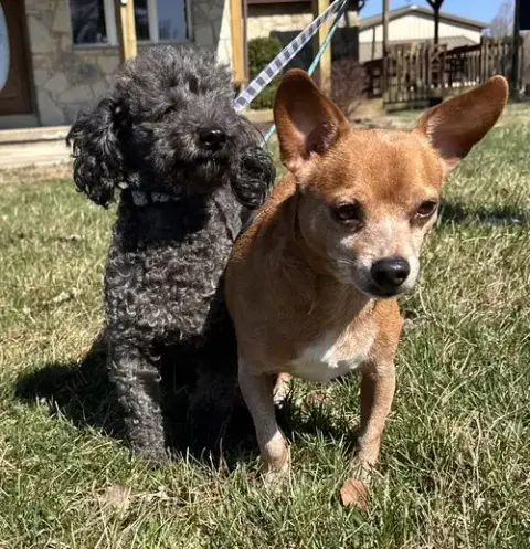 Princess Jasmine & Fozzie Bear