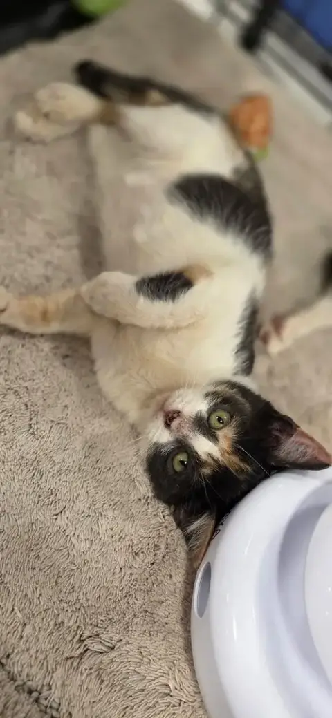 Nala photo 5