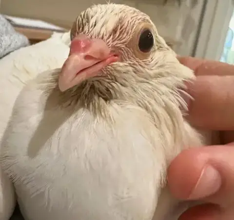 Ducky W/Bella
