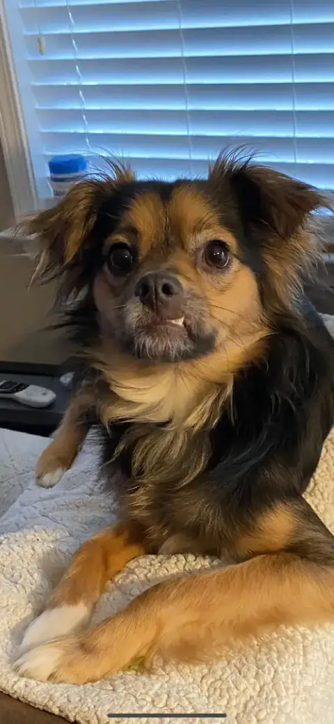 Pico Aka Tucker photo 2