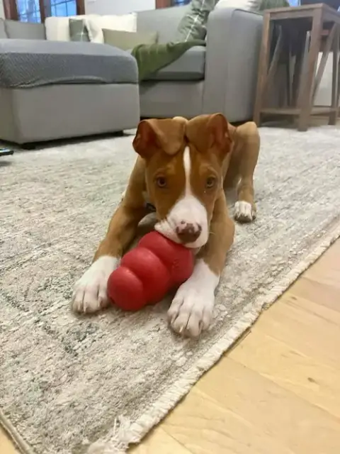 Franky
