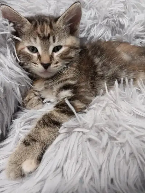 Kelsey * In Foster *