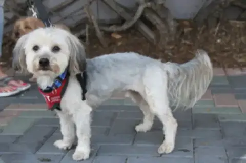 Max & Pookie * Bonded Pair* photo 2