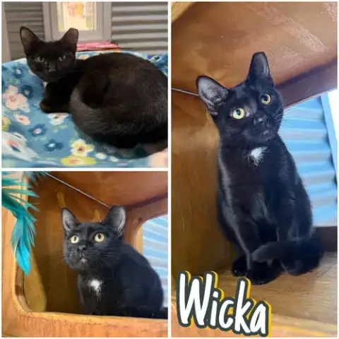Wicka- Silo