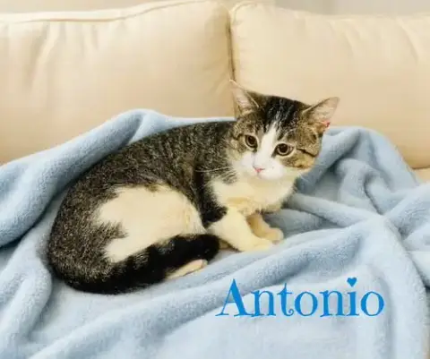 Antonio photo 2