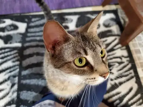 Haley