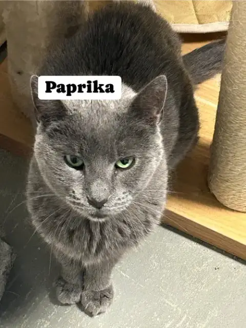 Paprika