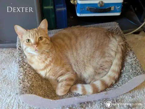 Dexter E photo 2
