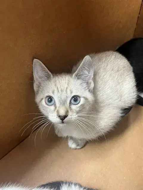 Snowball