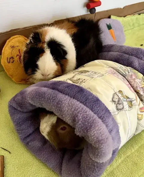 Momo And Mimi photo 2