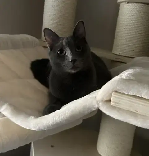 Cayenne