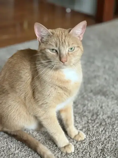 Paprika & Cayenne photo 3