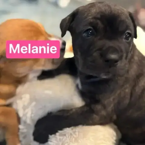 Melanie