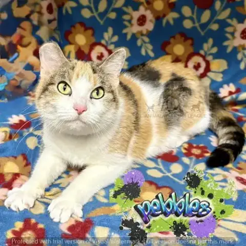 Pebbles