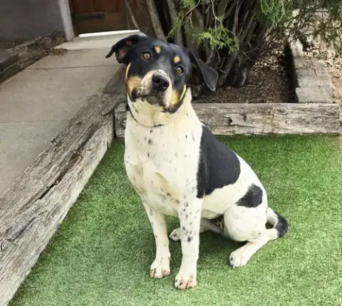 Jaunty Ms Jazlyn ~ Best Of Show photo 3