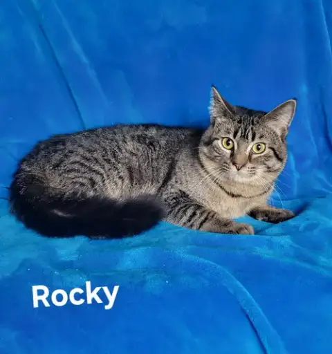 Rocky-Kitten