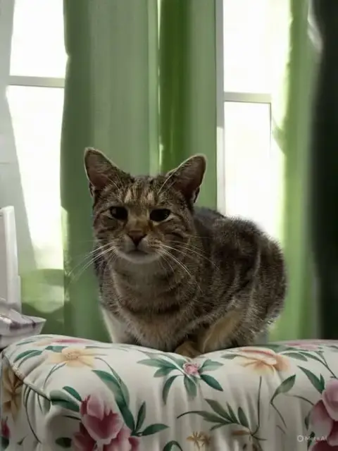 Oliver: Not At Shelter